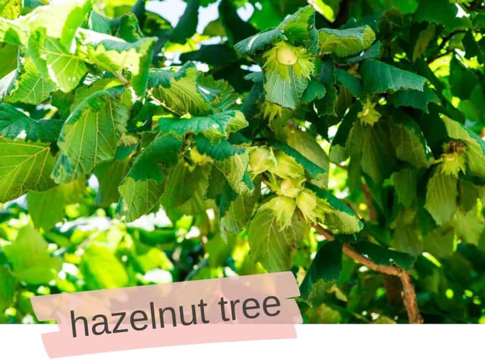 67 Majestic Tree Names for Girls that are Cool in 2024
