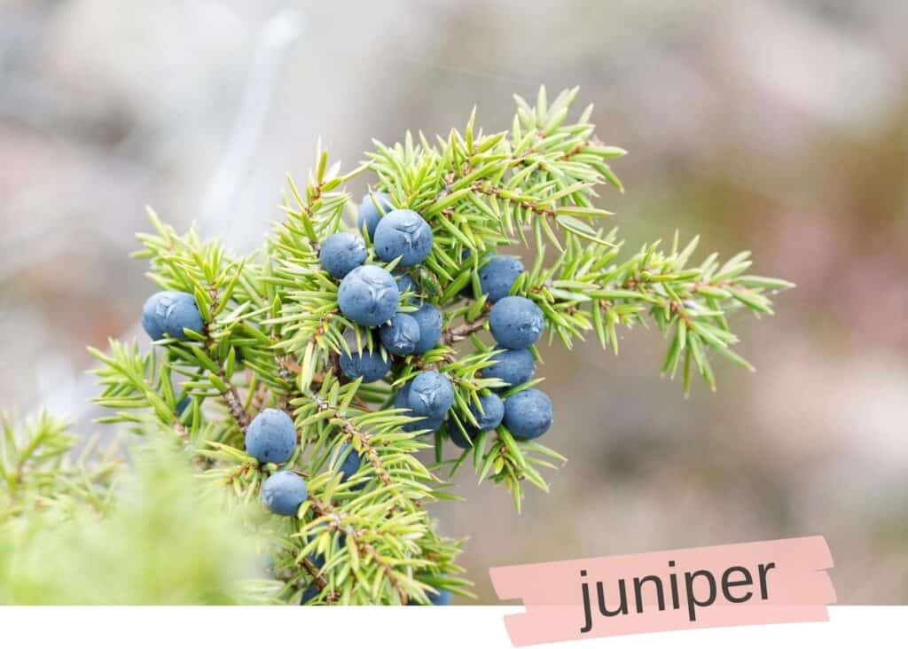 juniper branch blue berries