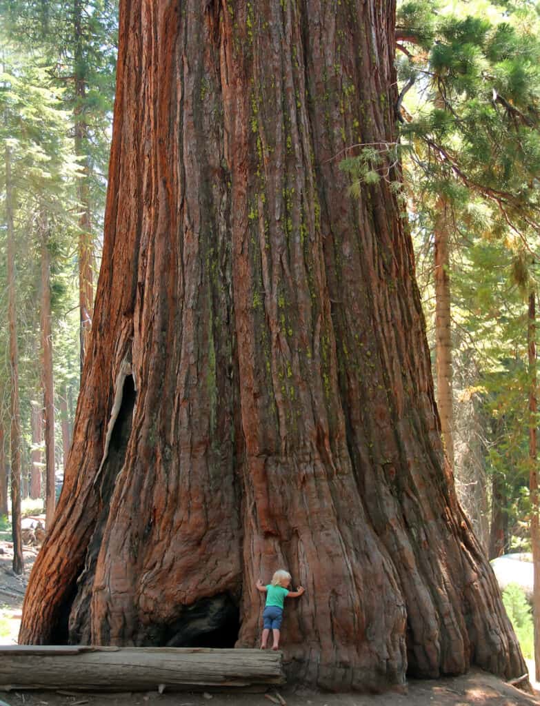 girl hugging sequoia tree