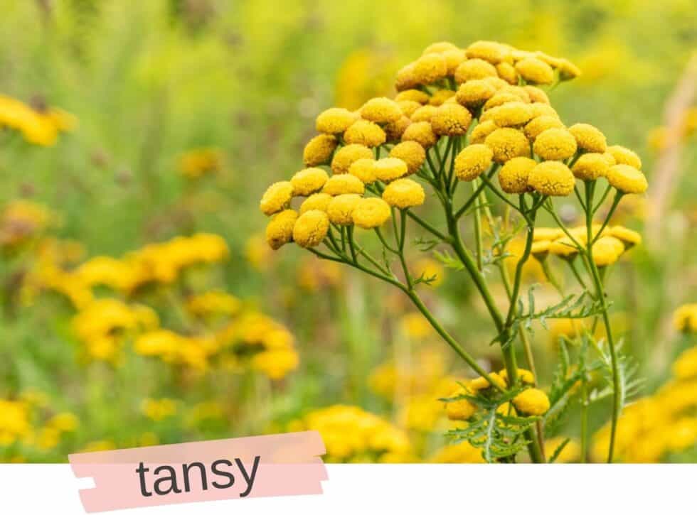 67 Majestic Tree Names for Girls that are Cool in 2024