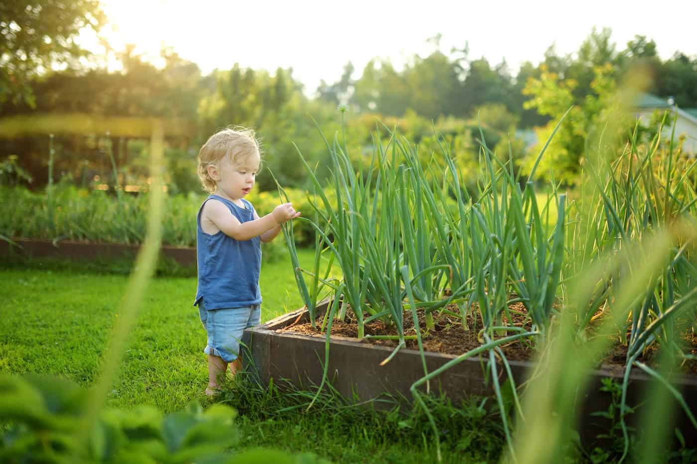 little boy planting a garden