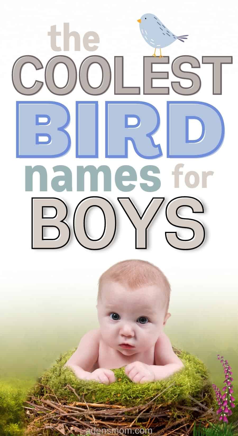 bird names boys pin