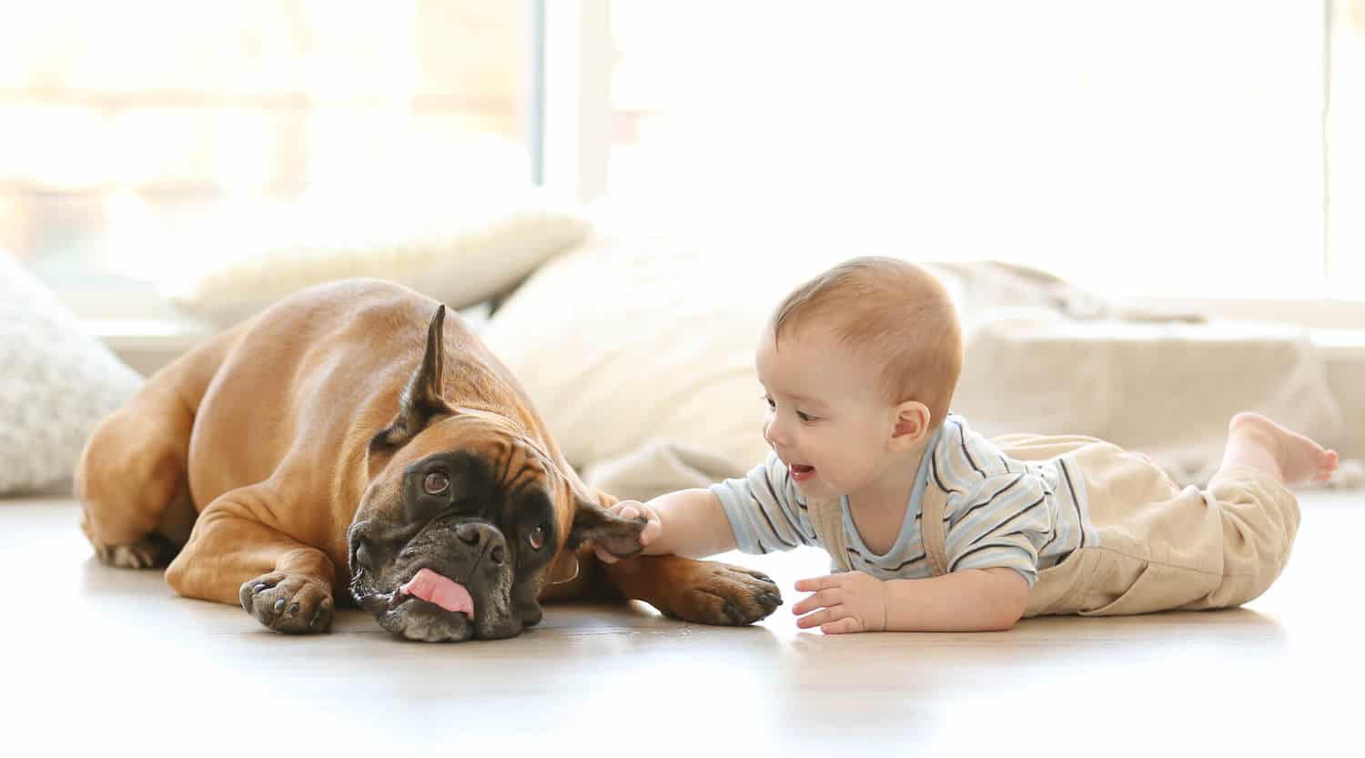 baby boy lying on belly with big dog