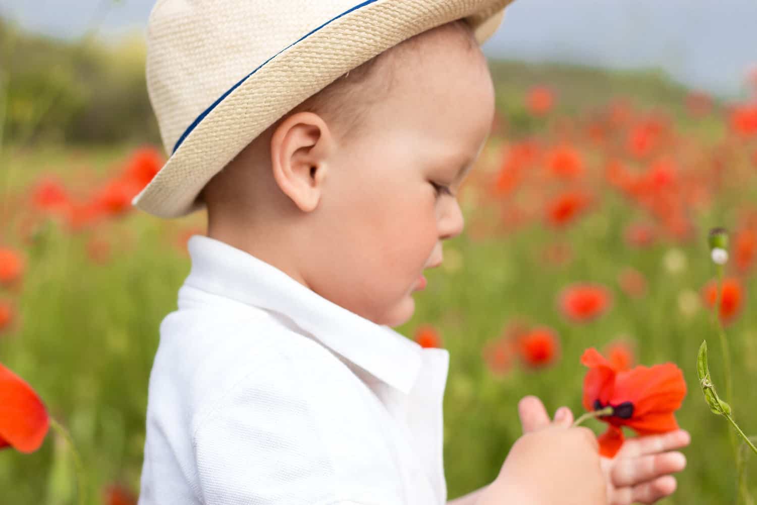 toddler boy in field of poppy flowers